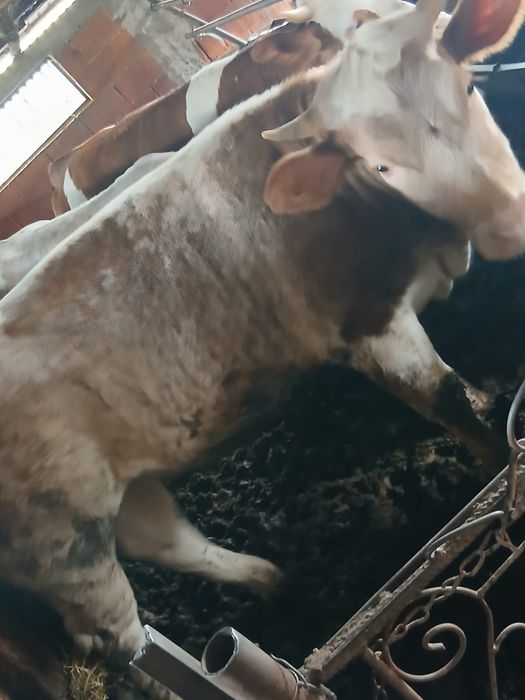 Junincii de vânzare sau la schimb