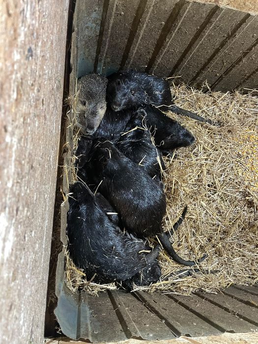 Nutrii de vânzare – familii, pui și masculi | Neamț