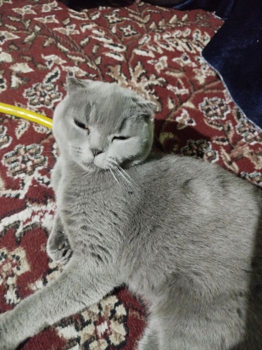 Продаётся,,Кошка,,, Британский Пепельный Чистокровный Весело ухный Са