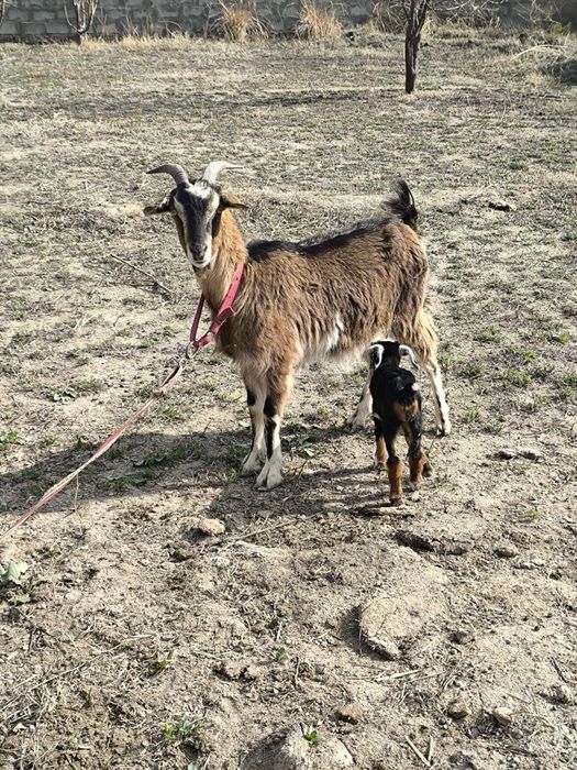 Echki sotiladi paroda