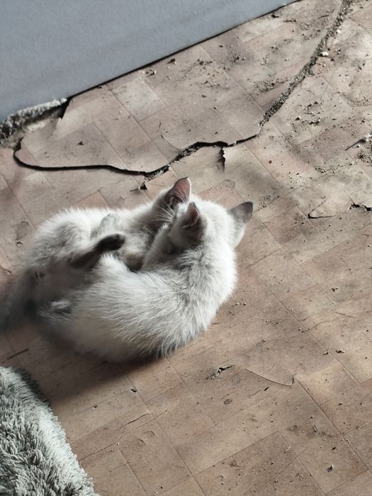 Отлам котят в хорошие руки