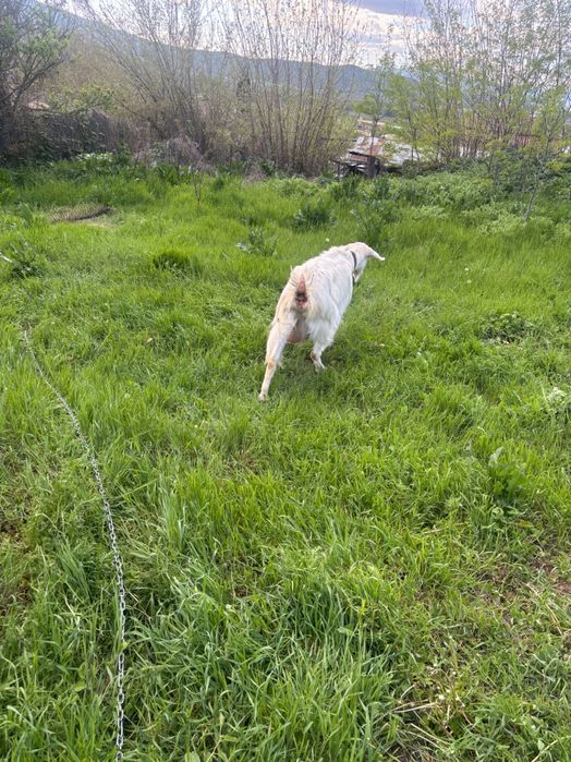 Продавам 2 броя дойни кози