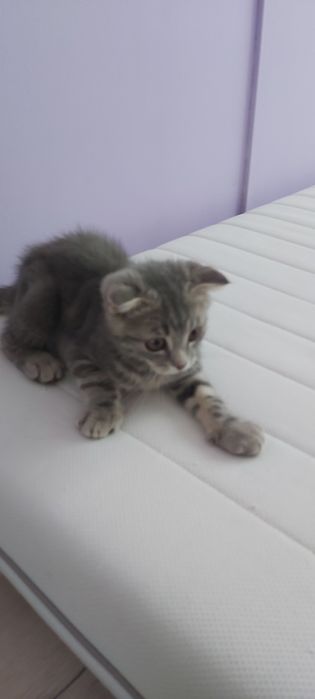Отдам котёнка в добрые руки