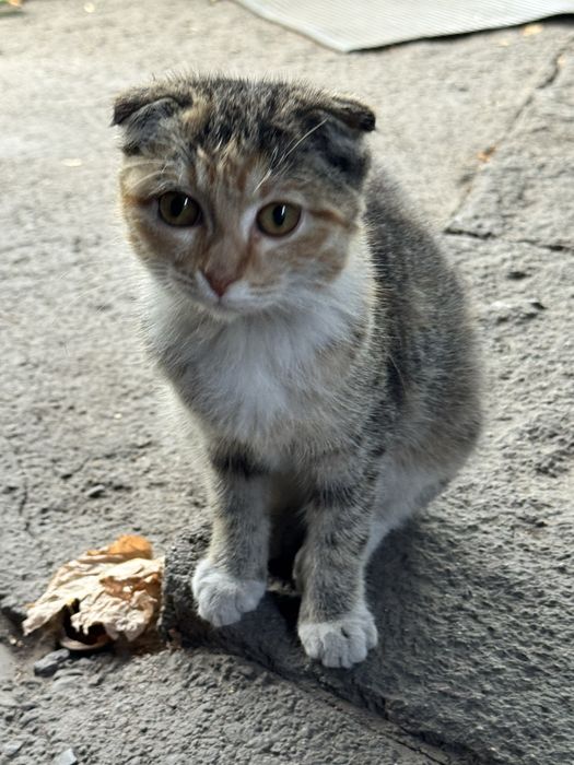 Отдам котенка девочка