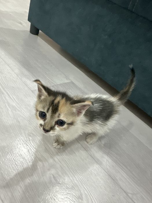 Котята можете жду