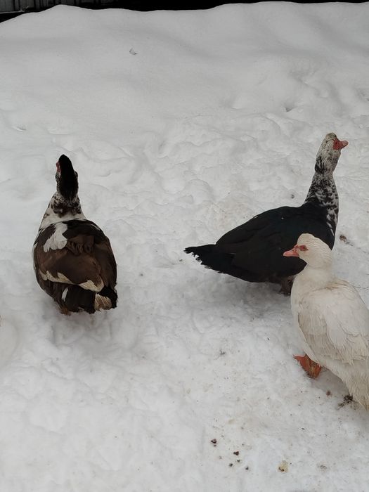 Утки селезни продам