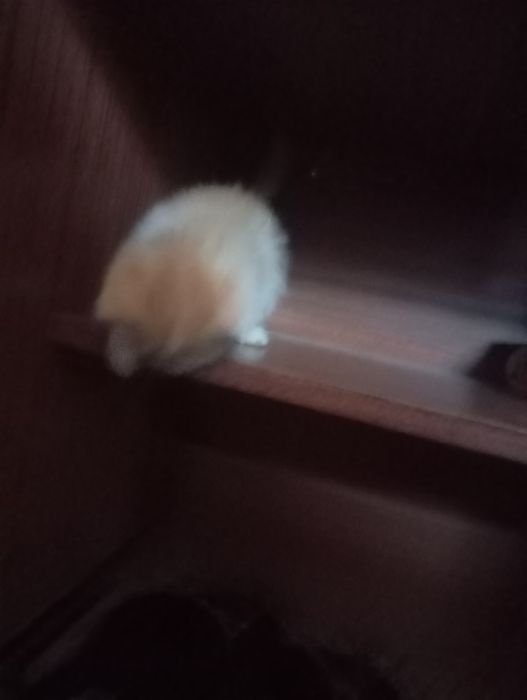 Котёнок марғау еркек