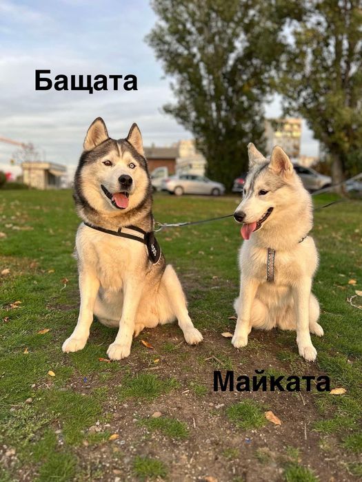 Бебета порода сибирско хъски –  за резервации
