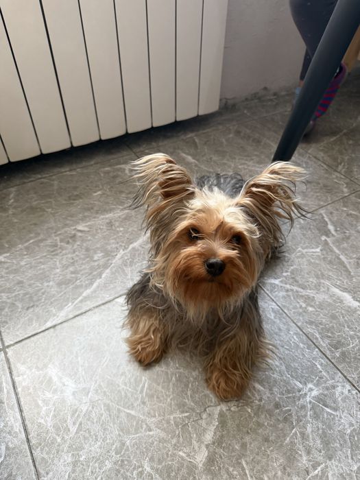 Чистокровный йоркширский терьер