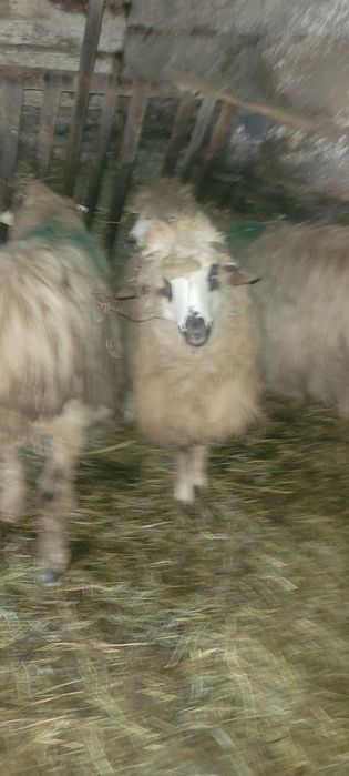 Vând o oaie cu miel și o mioara