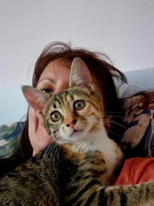 Малко коте, търси дом