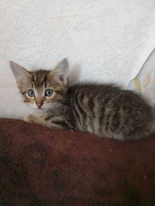 Котёнок мальчик в добрые руки