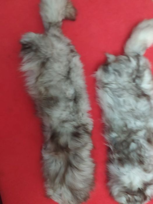 Мех натуральный серый