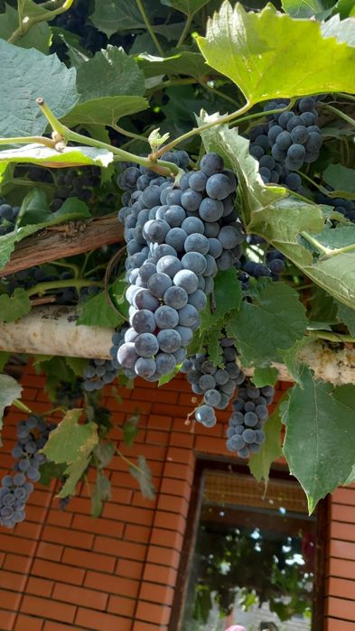Продам виноград Изабелла, 300 тг