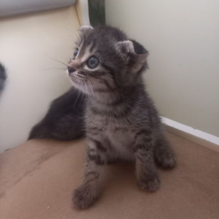 Вислоухие котята один мес мальчик и девочка