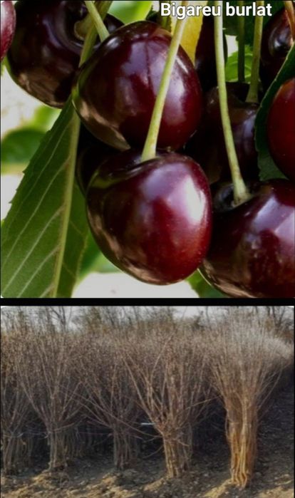 Caisi-pomi fructiferi