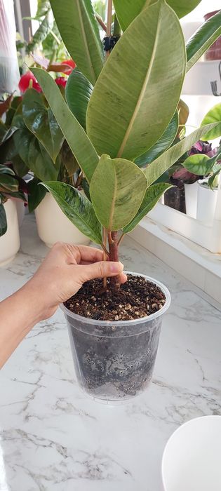 Фикус шривериана