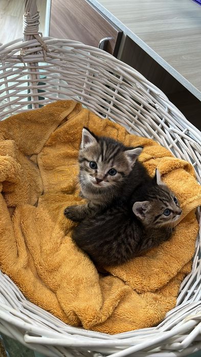 Срочно отдам котят
