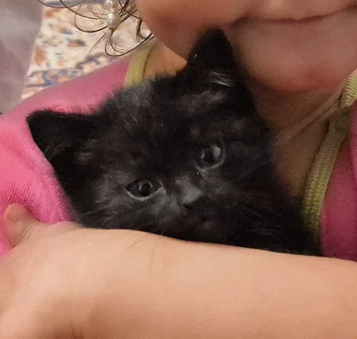 Дарю котят, девочка и мальчик. Возможно доставка