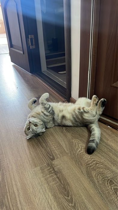 Шотландская Вислоухо