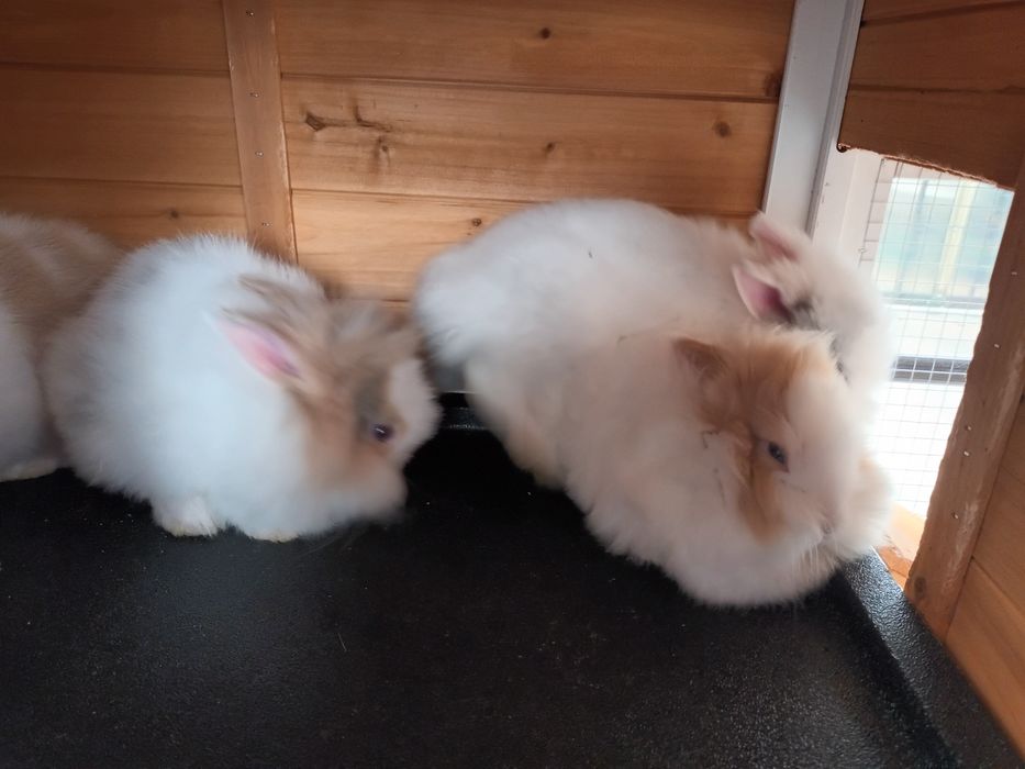 Iepuri cap de leu si cusca