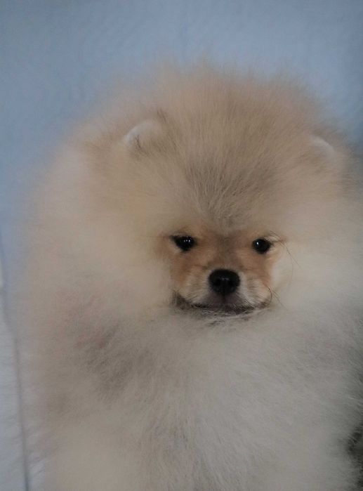 Страхотно момченце померан с родословие FCI