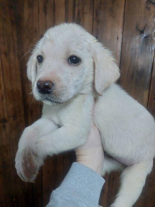 Продам  мальчик  белый