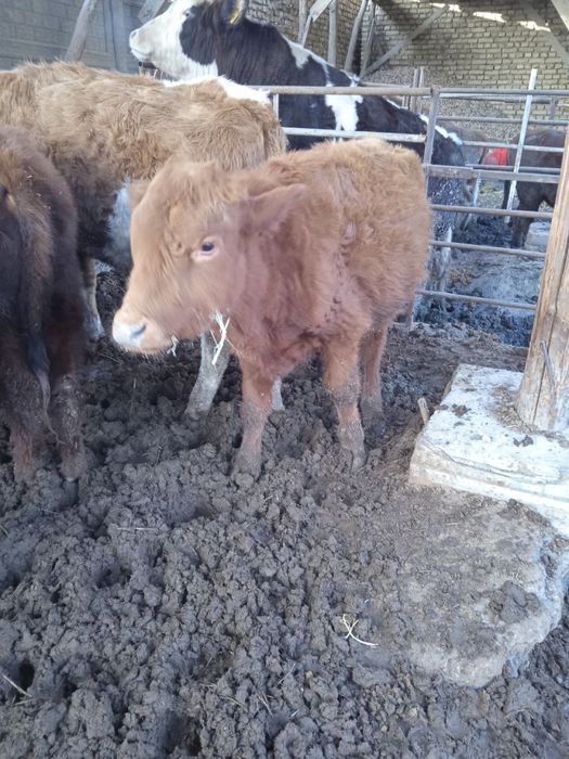 Лимузин бука 20 млн