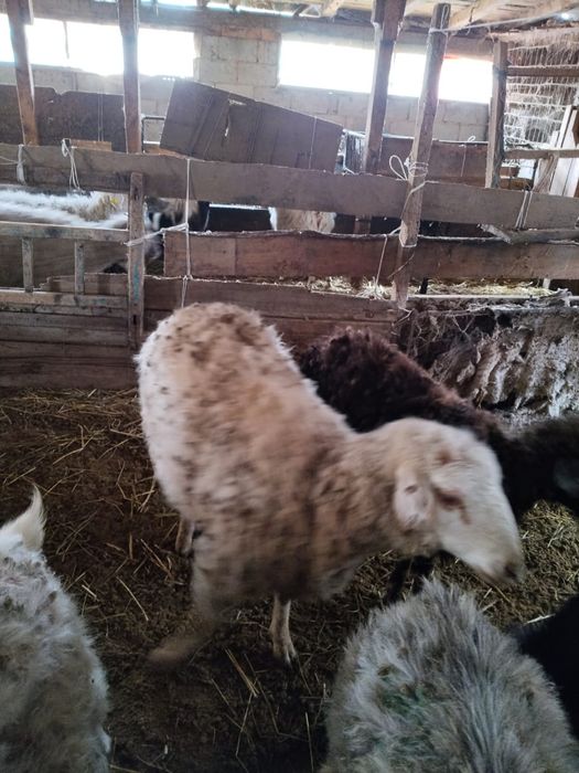 Шаруа токтылар 4 бас оптым