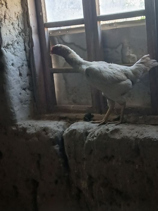 Tavuq sotiladi  kulangi