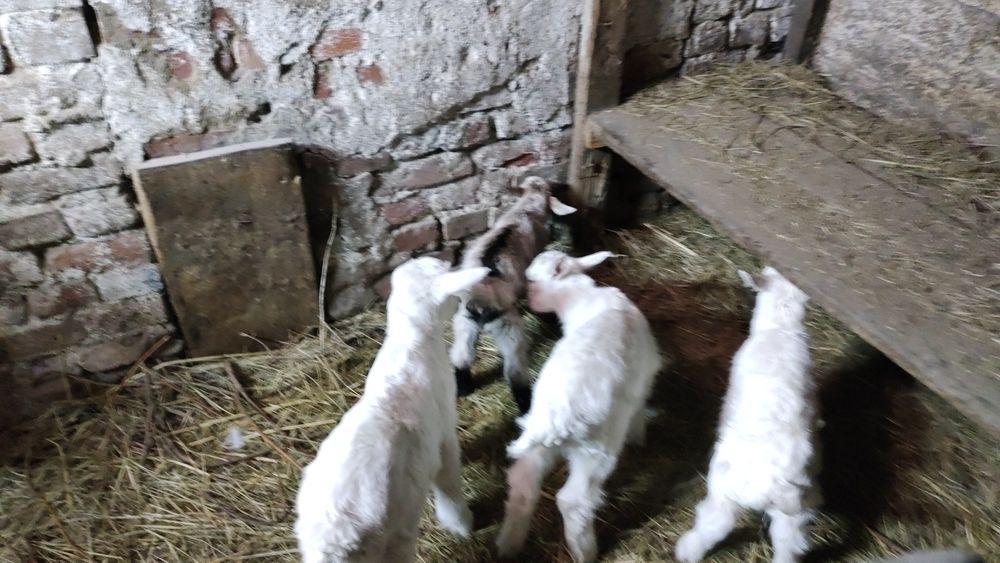 Продам   каазлят