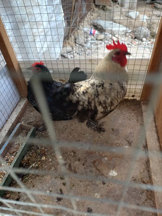 Хуроз ва товук сотилади.