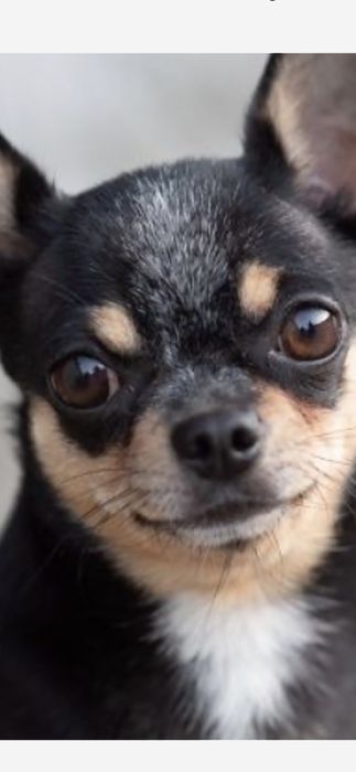 Продам чихуахуа девочка