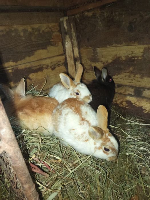 Vand iepure cap de lei pitic