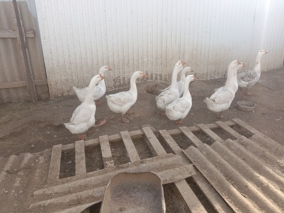 Продам гусей порода линда.