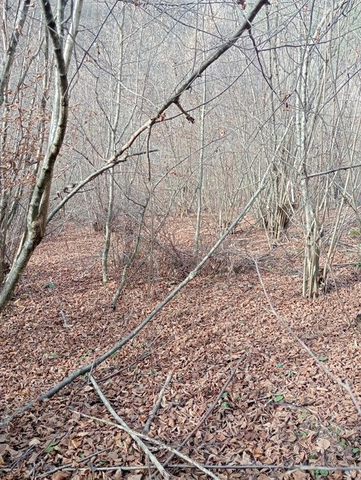 Vând/Schimb teren in zona Râului Mare, Retezat
