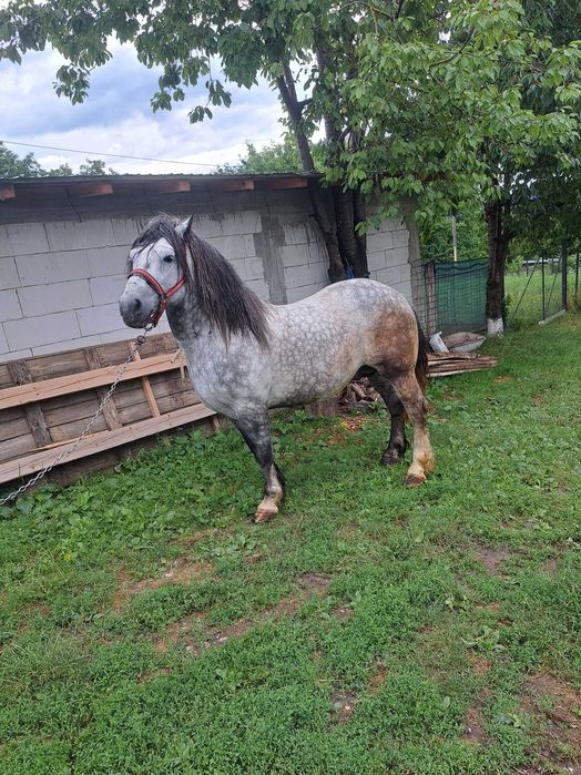 De vanzare armasar