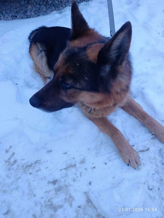 Немецкая овчарка