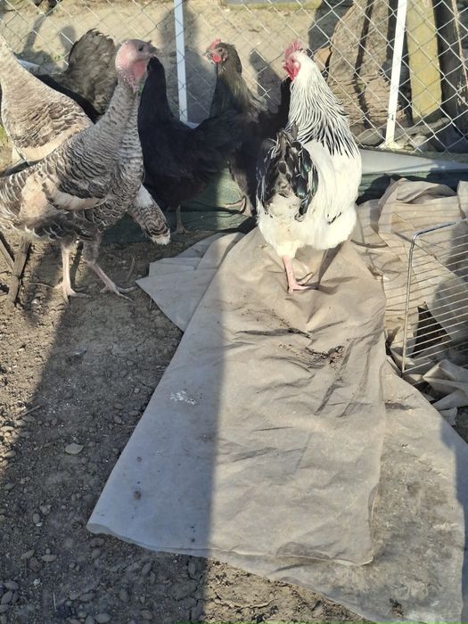 Cocosi susex si australorp