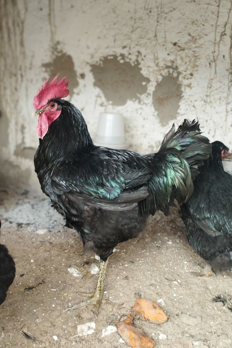 Gigant kokrak surati