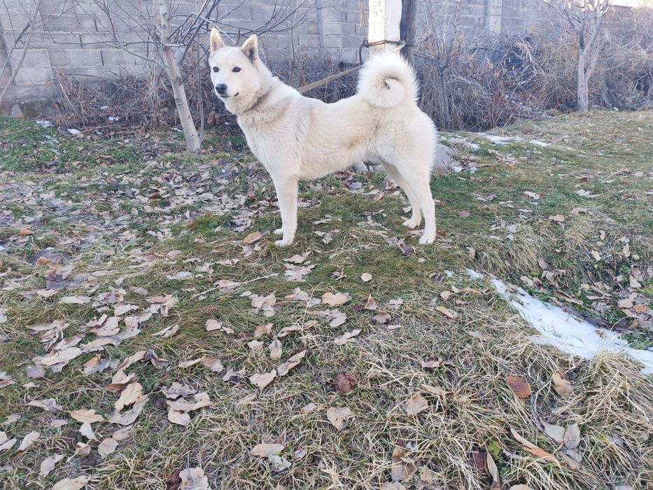 Продам лайку зсл