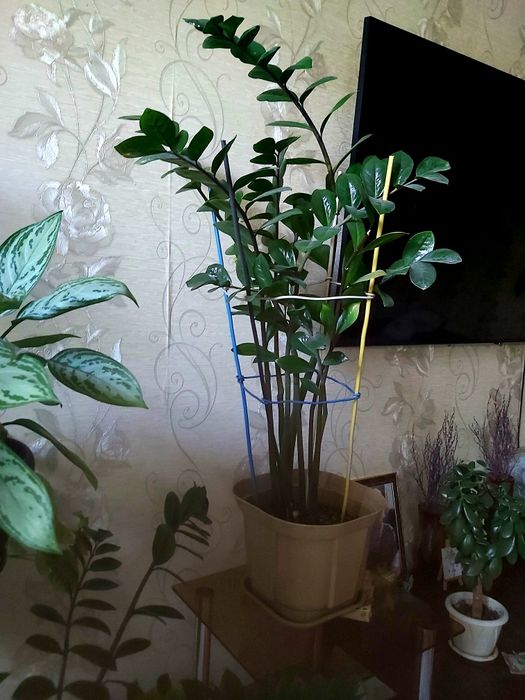 Продам цветок- долларовое дерево
