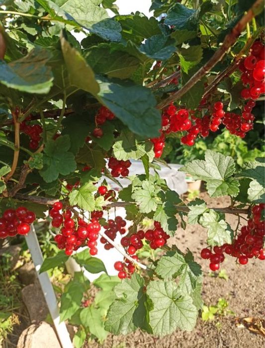 Рассада красной смородины, малины  и клубники
