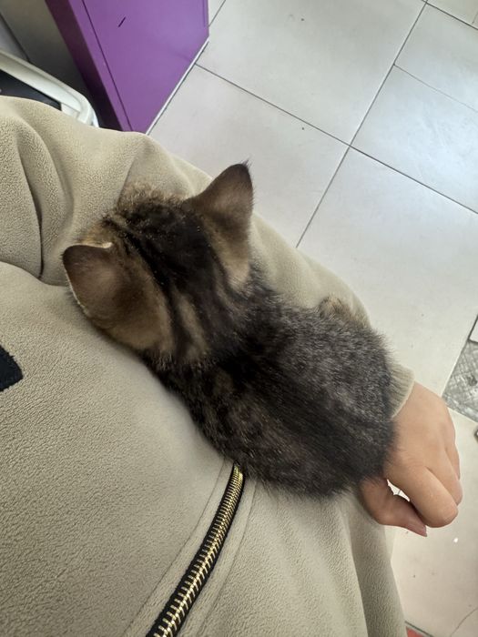 Отдам котенка мальчика
