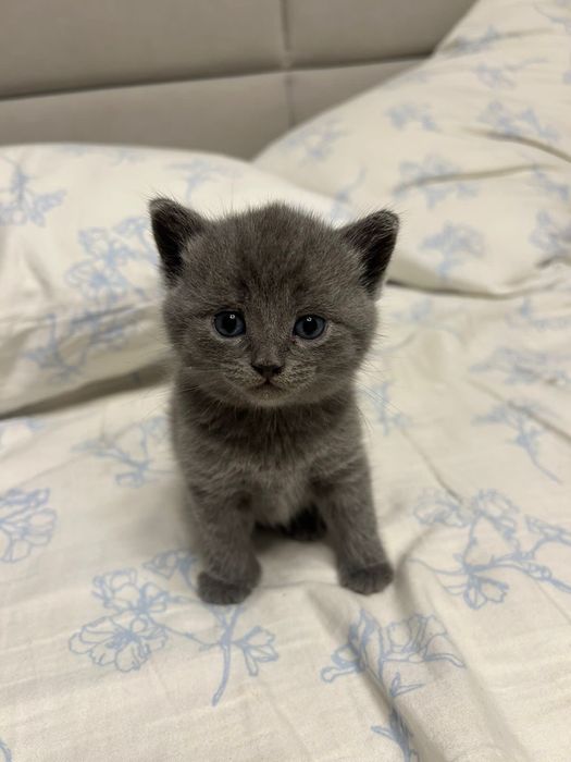 Британский котенок мысык