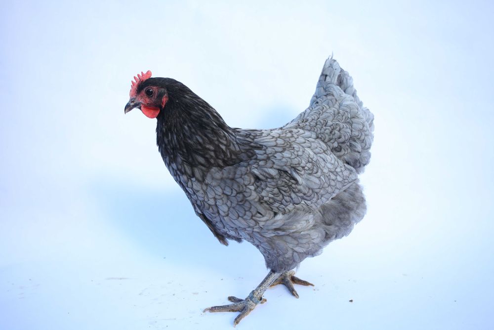 Oua pentru incubat, puisori de AUSTRALORP și cocoși