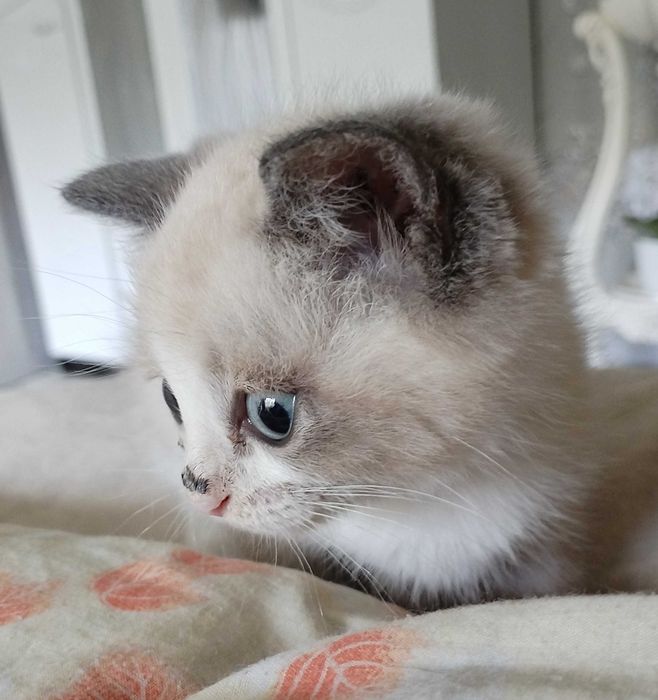 Отдам красивого котика