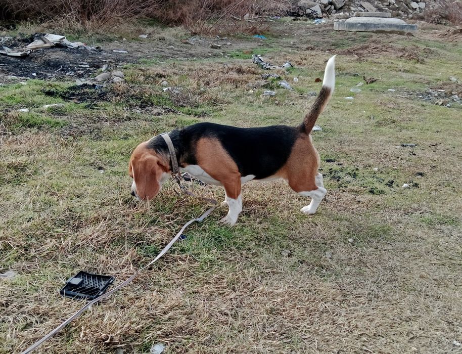 Бигль, девочка ...