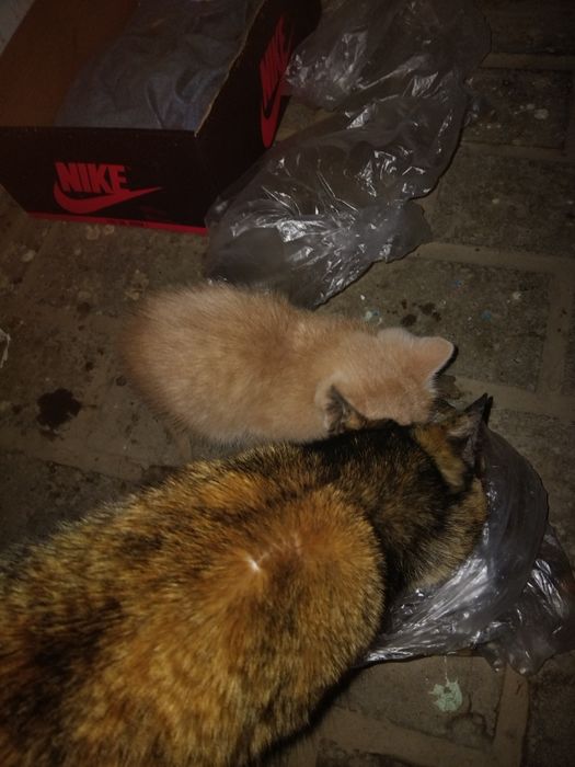 Котёнок в добрые ручки