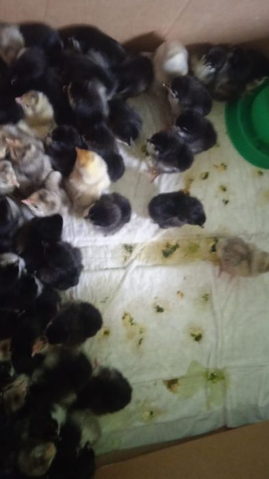 Австролорп парода балапандары